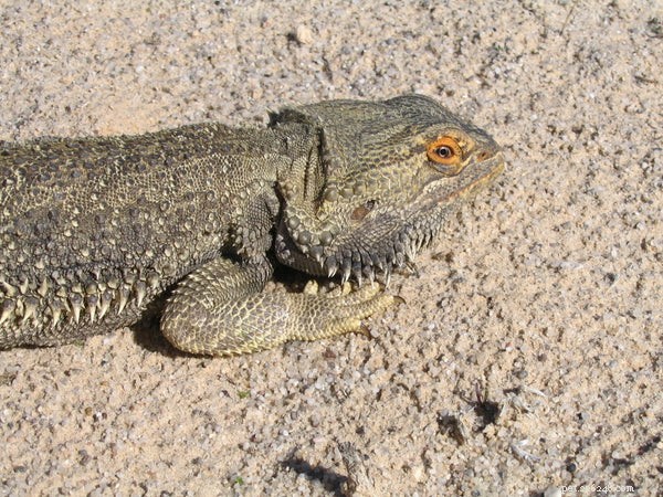 19 Expert Answers to Your Bearded Dragon Questions