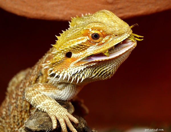 19 Expert Answers to Your Bearded Dragon Questions