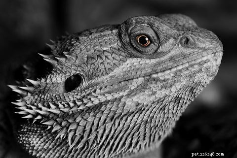 Bearded Dragons: The Ideal First Reptile Pet for New Owners