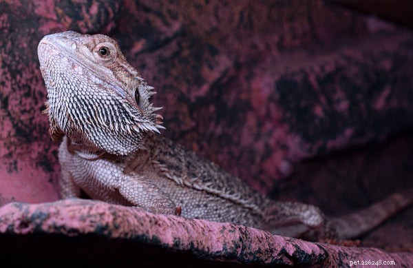Bearded Dragons: The Ideal First Reptile Pet for New Owners