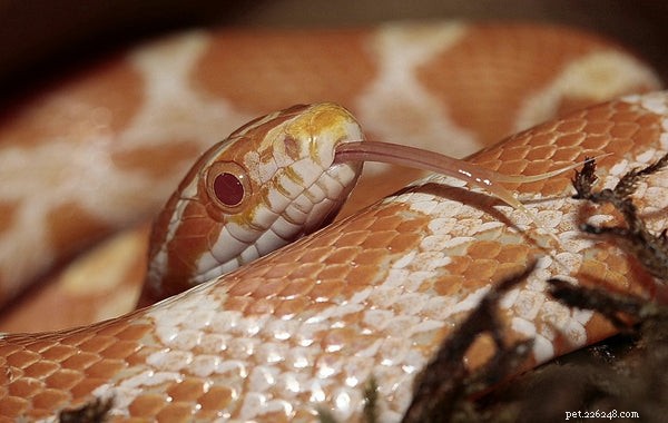 Bearded Dragons: The Ideal First Reptile Pet for New Owners