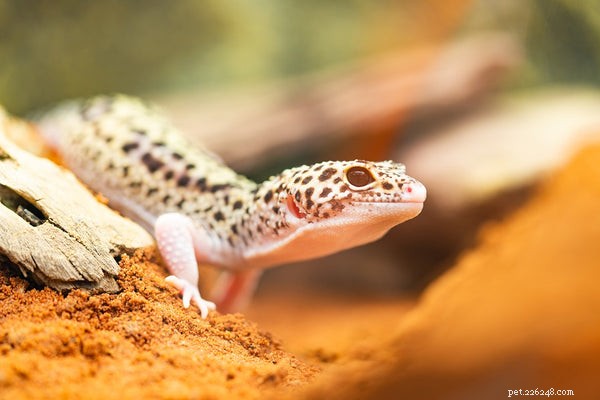 Bearded Dragons: The Ideal First Reptile Pet for New Owners