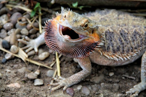 Optimal Diet for Bearded Dragons: What to Feed Your Pet for Health and Longevity