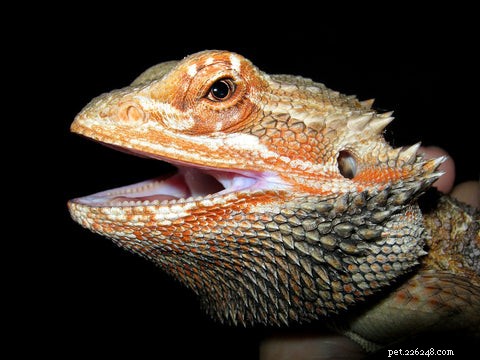 Optimal Diet for Bearded Dragons: What to Feed Your Pet for Health and Longevity