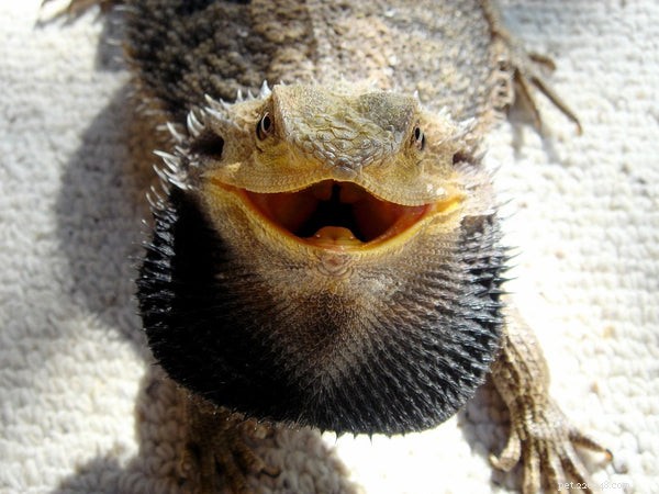 Optimal Diet for Bearded Dragons: What to Feed Your Pet for Health and Longevity