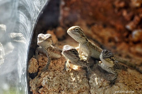 Optimal Diet for Bearded Dragons: What to Feed Your Pet for Health and Longevity
