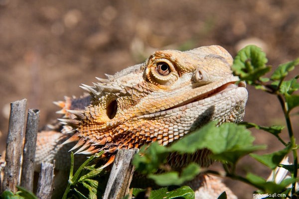 Optimal Diet for Bearded Dragons: What to Feed Your Pet for Health and Longevity