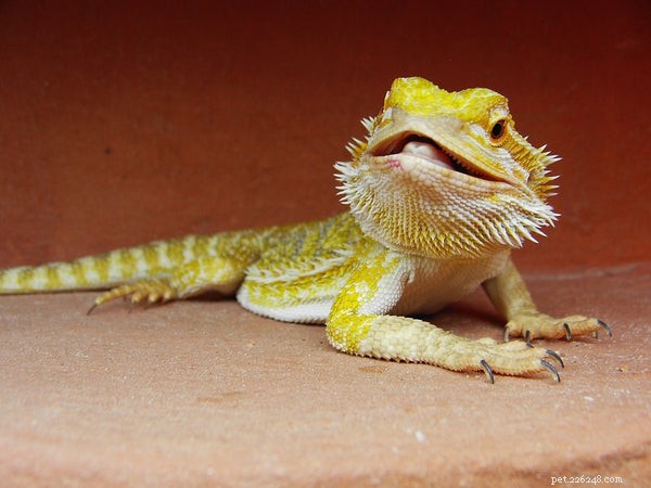 Optimal Diet for Bearded Dragons: What to Feed Your Pet for Health and Longevity