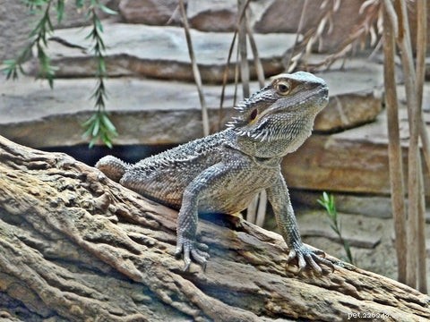 Optimal Diet for Bearded Dragons: What to Feed Your Pet for Health and Longevity