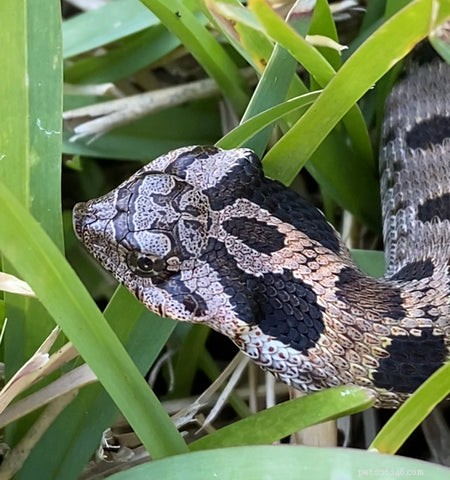 Why Hognose Snakes Play Dead: The Surprising Survival Trick