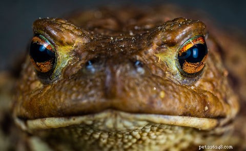 Why Hognose Snakes Play Dead: The Surprising Survival Trick
