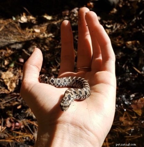 Why Hognose Snakes Play Dead: The Surprising Survival Trick
