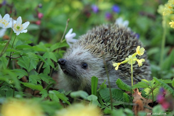 Expert Guide to Optimal Hedgehog Diets & Nutrition