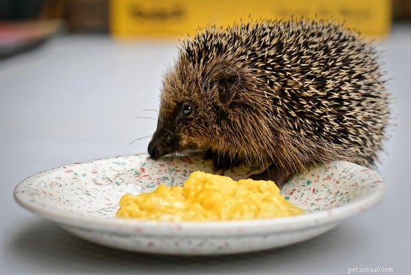 Expert Guide to Optimal Hedgehog Diets & Nutrition