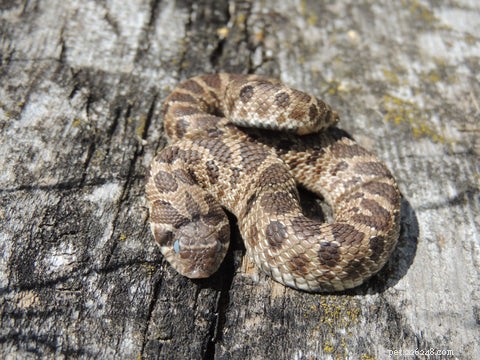 Hognose Snake Care 2024: 17 Expert FAQs for Beginners