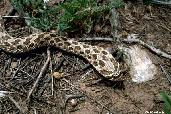 Hognose Snake Care 2024: 17 Expert FAQs for Beginners