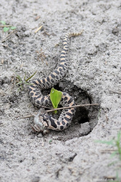 Hognose Snake Care 2024: 17 Expert FAQs for Beginners