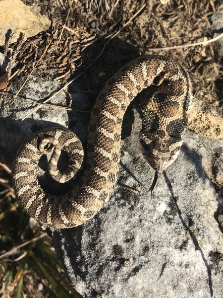 Hognose Snake Care 2024: 17 Expert FAQs for Beginners