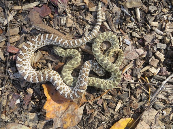 Why Won’t My Hognose Snake Eat? Expert Tips to Restore Appetite