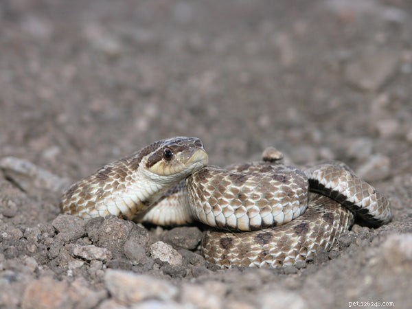 Why Won’t My Hognose Snake Eat? Expert Tips to Restore Appetite