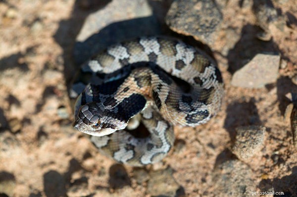 Why Won’t My Hognose Snake Eat? Expert Tips to Restore Appetite