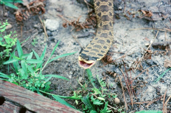 Why Won’t My Hognose Snake Eat? Expert Tips to Restore Appetite