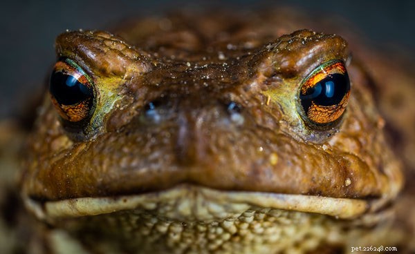 Why Won’t My Hognose Snake Eat? Expert Tips to Restore Appetite