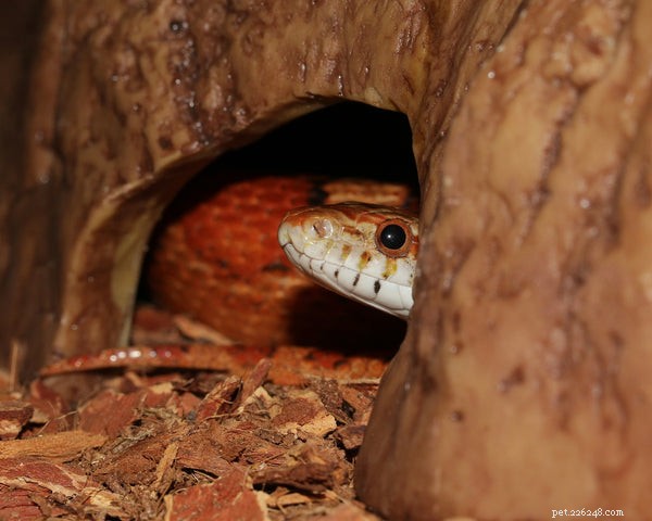 Why Won’t My Hognose Snake Eat? Expert Tips to Restore Appetite