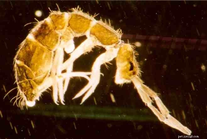 Raising Springtails for Poison Frogs, Mantellas & Small Amphibians: Expert Care Guide – Part 2