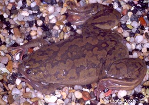 Understanding and Managing Gas Bubble Disease in Aquatic Amphibians