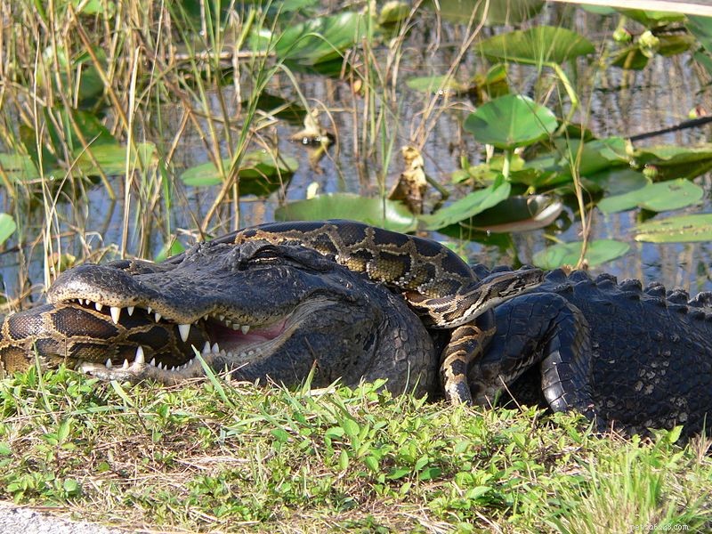 Florida Cold Snap Strikes Introduced Burmese Pythons and Native Herpetofauna
