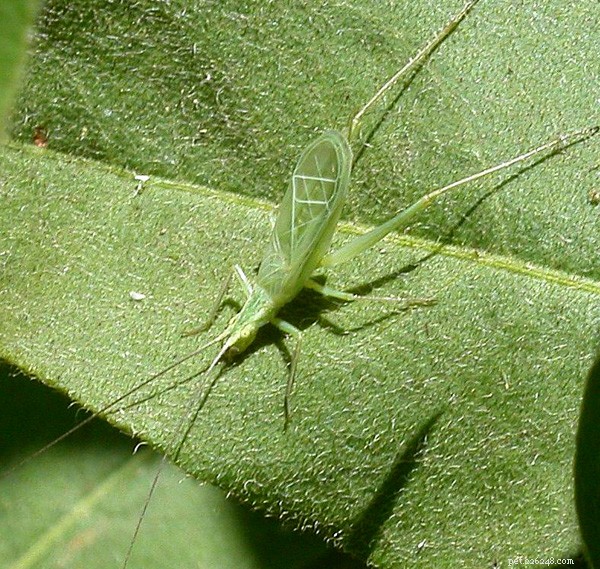 Are Wild-Caught Invertebrates Safe for Reptiles & Amphibians? Key Concerns Explained