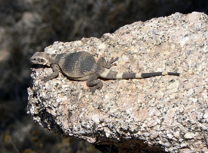 The Chuckwalla: A Reliable, Low-Maintenance Companion for Desert Terrariums