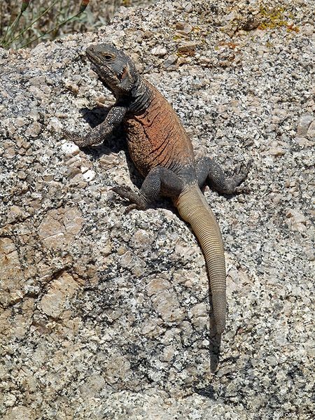 The Chuckwalla: A Reliable, Low-Maintenance Companion for Desert Terrariums