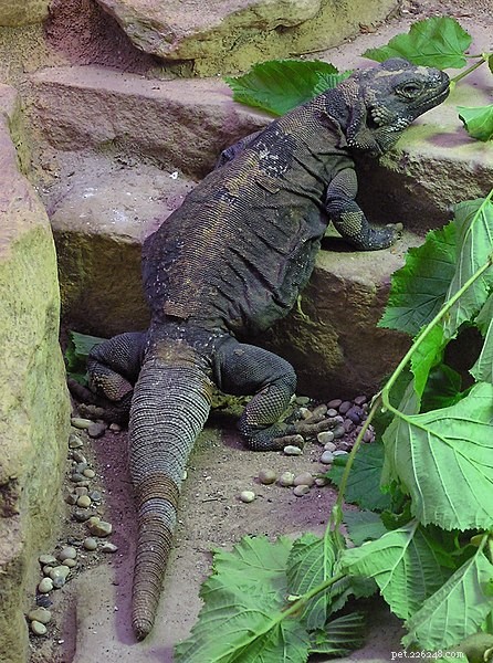 The Chuckwalla: A Resilient Desert Lizard – Part 2