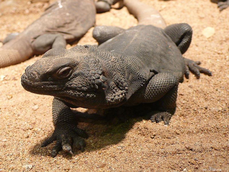 The Chuckwalla: A Resilient Desert Lizard – Part 2