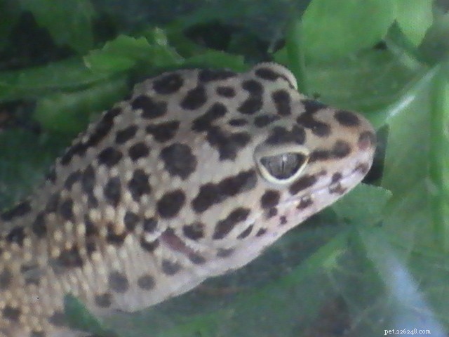 Advanced Leopard Gecko Nutrition: Beyond Crickets and Mealworms – Part 2