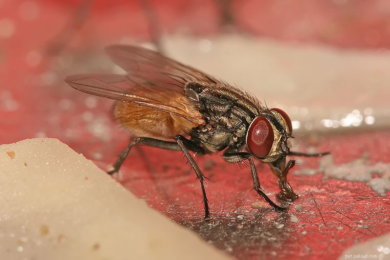The Essential Role of Houseflies and Maggots in Reptile, Amphibian, and Invertebrate Nutrition