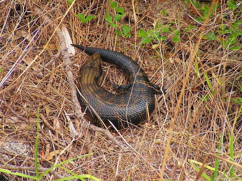 Blue‑Tongued Skinks: Expert Care & Breeding Guide – Part 2