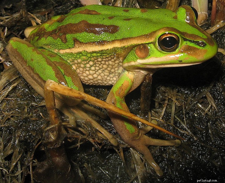 Breeding the Green & Gold Bell Frog to Support Recovery of Australia s  Extinct  Gold Spotted Bell Frog – Part 1