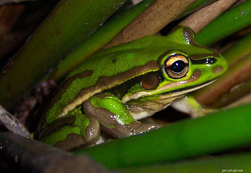 Breeding the Green & Gold Bell Frog to Support Recovery of Australia s  Extinct  Gold Spotted Bell Frog – Part 1