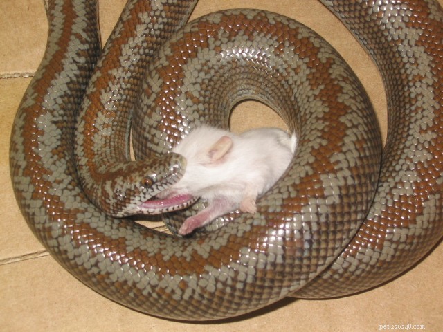 Breeding the Rosy Boa: A Comprehensive Guide for Successful Reproduction