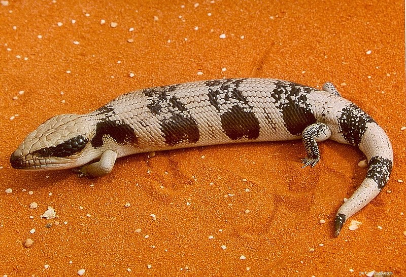 Keeping & Breeding Blue‑Tongued Skinks – A Practical Guide (Part 1)