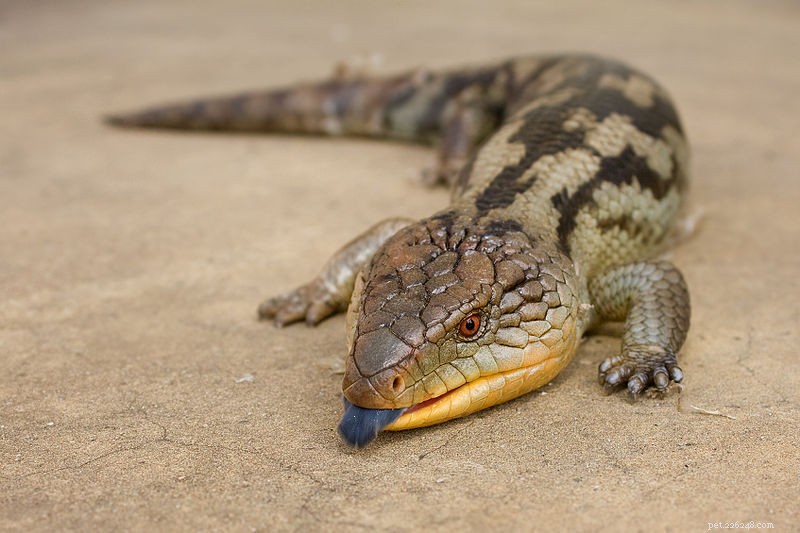 Keeping & Breeding Blue‑Tongued Skinks – A Practical Guide (Part 1)