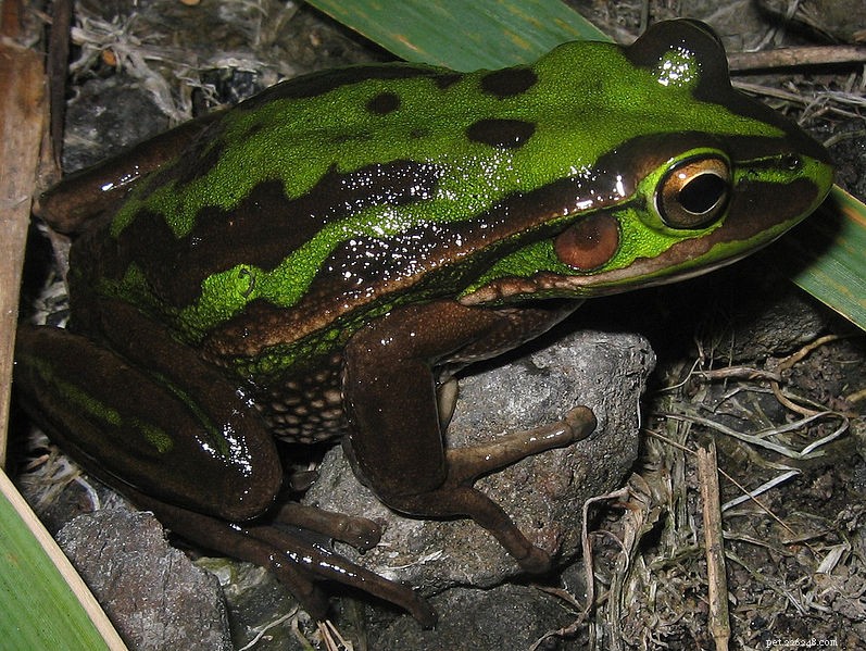 Breeding Green and Gold Bell Frogs & Reviving the Presumed Extinct Gold‑Spotted Bell Frog – Part 2