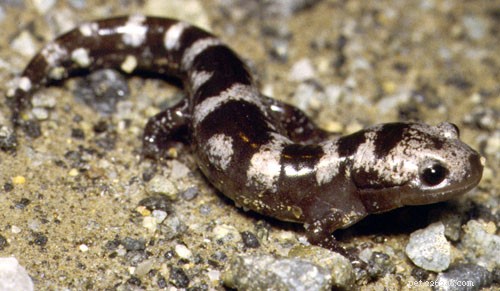 Safeguarding Spring s Amphibian Breeding Migrations: A Guide to Protecting These Vibrant Species – Part 2