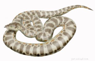 New Fossil Reveals Ancient Snakes Preying on Dinosaurs