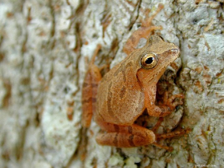 Protecting Amphibian Breeding Migrations: Preserving North America s Spring Spectacle – Part 1
