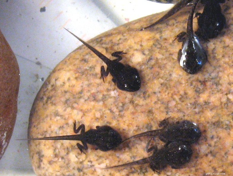Protecting Amphibian Breeding Migrations: Preserving North America s Spring Spectacle – Part 1