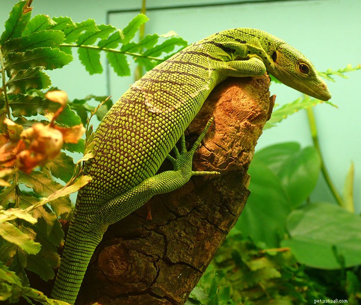 New 6‑Foot Tree‑Dwelling Fruit‑Eater Unveiled: A Stunning Monitor Lizard